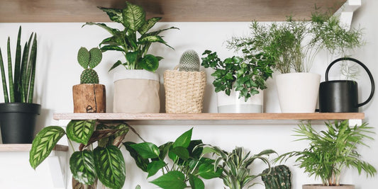 COLTY's Houseplant Care Tips